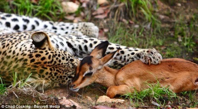 Leopardo e impala - caricias antes de la cena Leopardo e impala - caricias antes de la cena