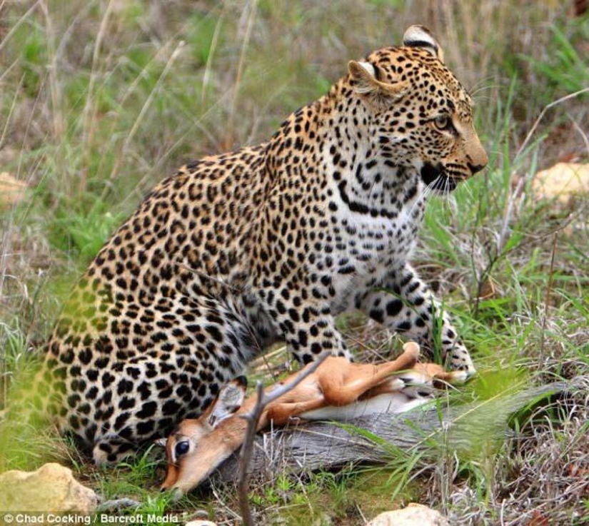 Leopardo e impala - caricias antes de la cena Leopardo e impala - caricias antes de la cena