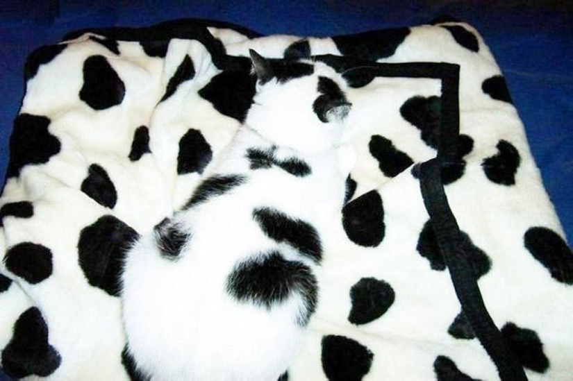 Level 80 Disguise