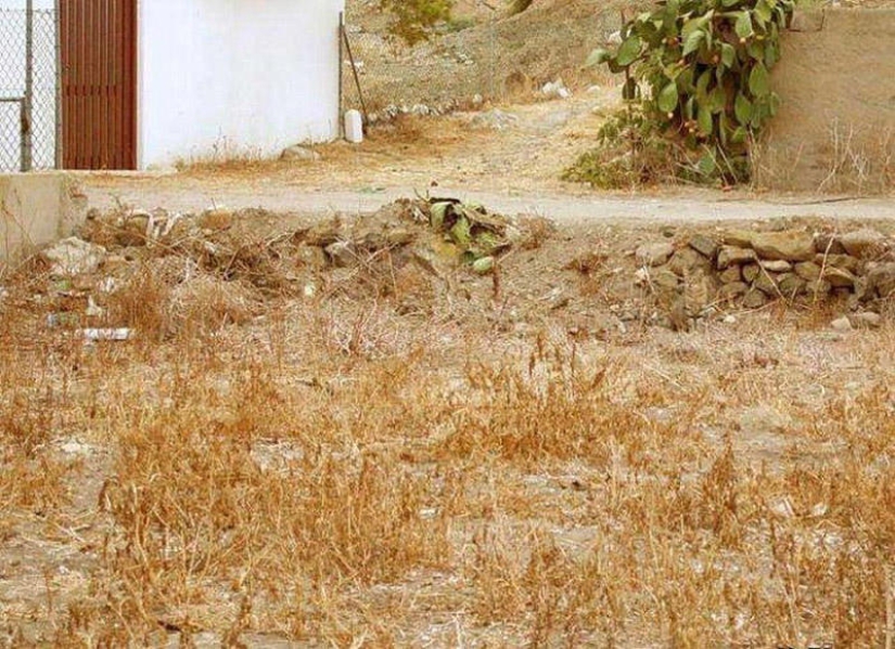 Level 80 Disguise