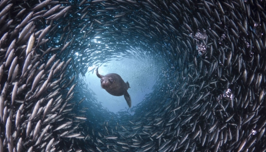 Life in the ocean - underwater photography by David Fleetham