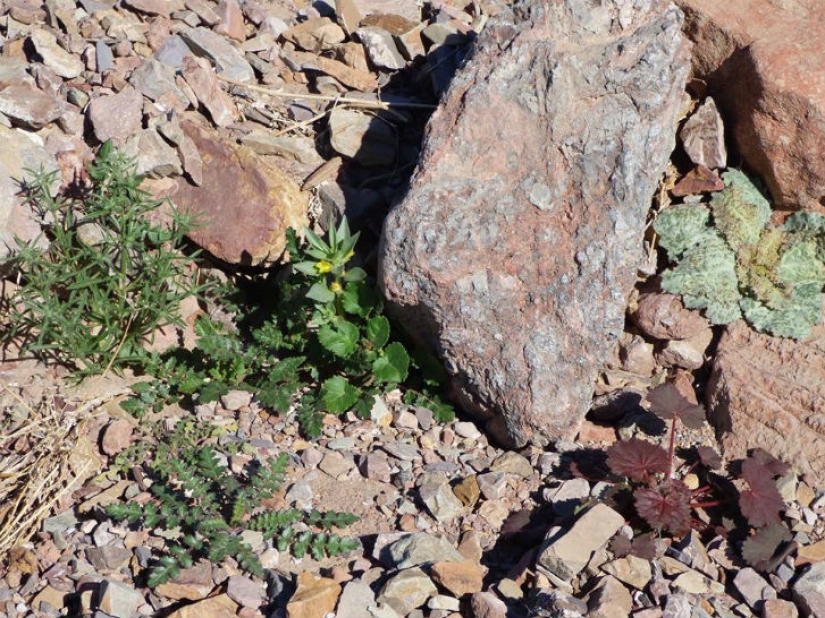 Life woke up in Death Valley: the desert was covered with bright colors
