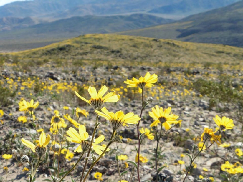 Life woke up in Death Valley: the desert was covered with bright colors