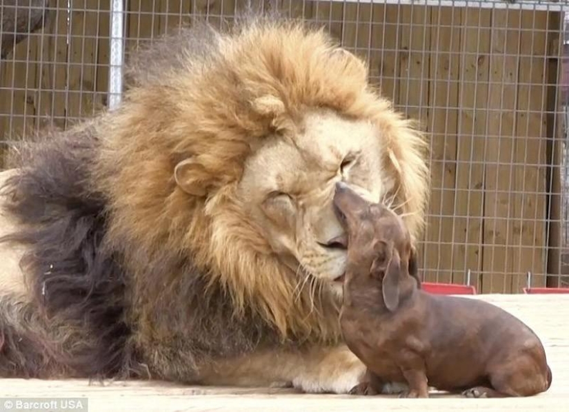 Lion and dachshunds - an unusual friendship Lion and dachshunds - an unusual friendship