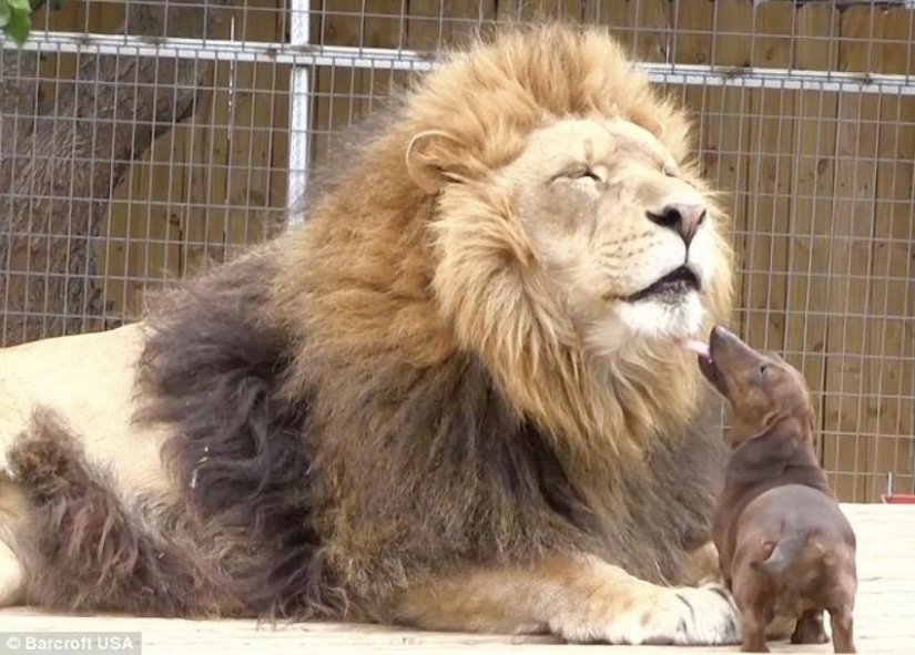 Lion and dachshunds - an unusual friendship Lion and dachshunds - an unusual friendship