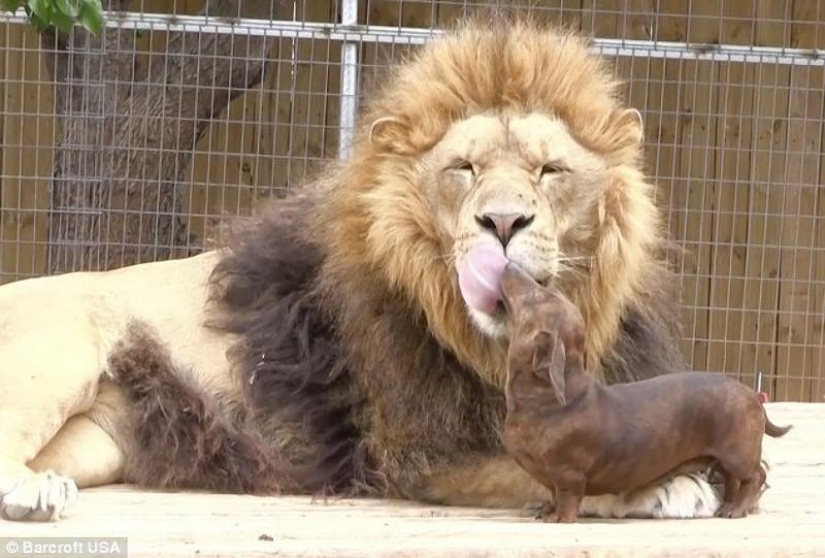 Lion and dachshunds - an unusual friendship Lion and dachshunds - an unusual friendship