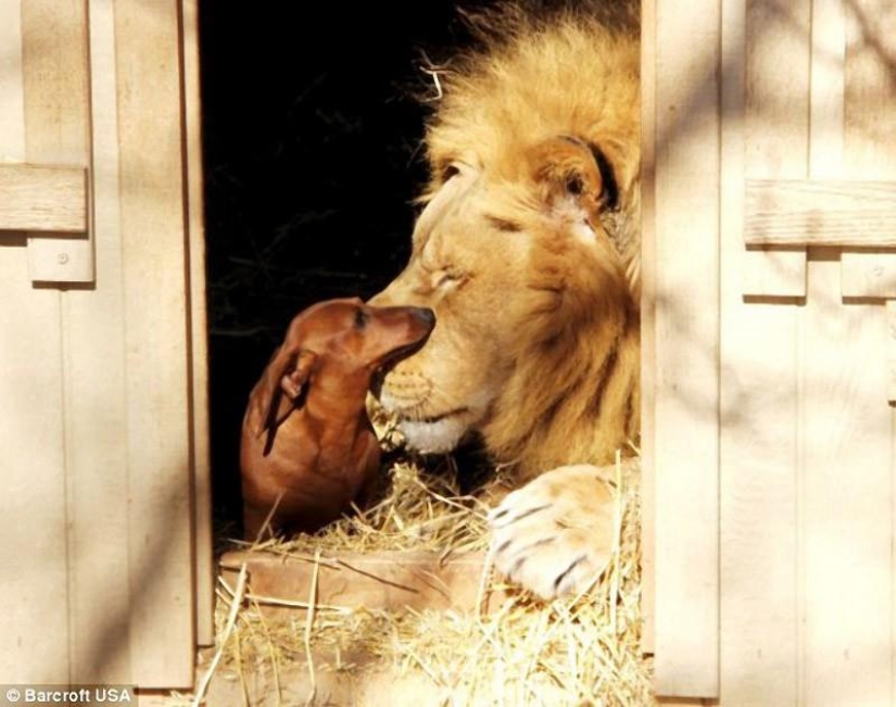 Lion and dachshunds - an unusual friendship Lion and dachshunds - an unusual friendship