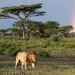 Lion and rainbow Lion and rainbow