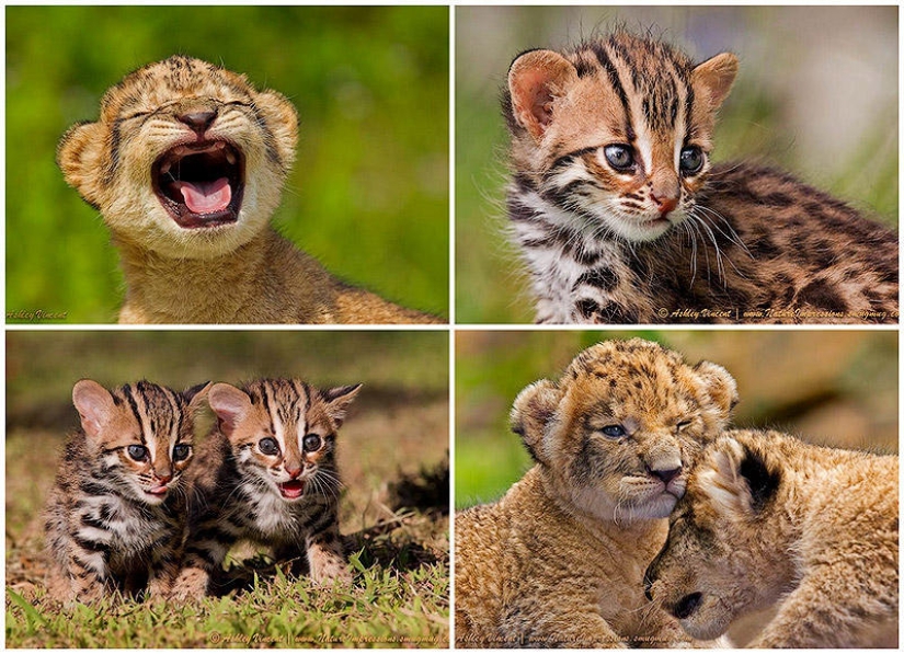 Lion cubs and Bengal cats