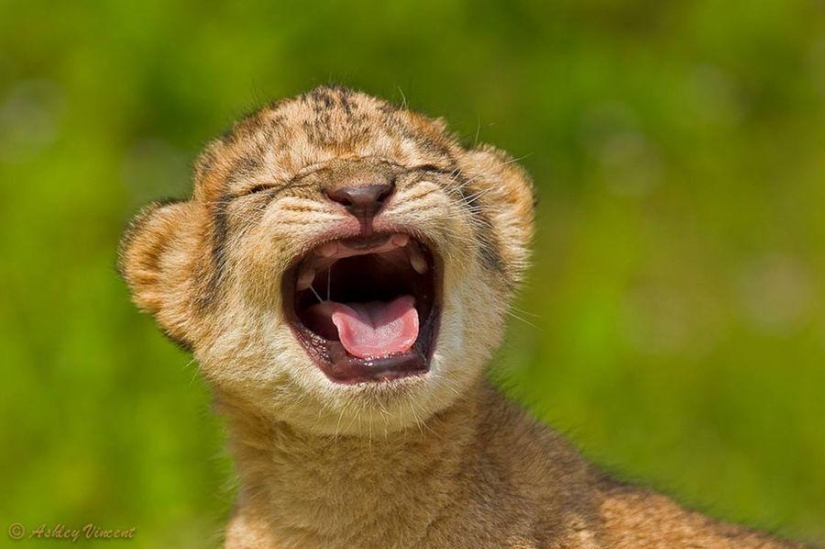 Lion cubs and Bengal cats