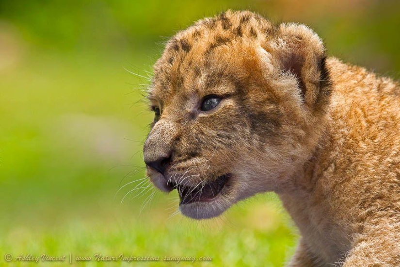 Lion cubs and Bengal cats