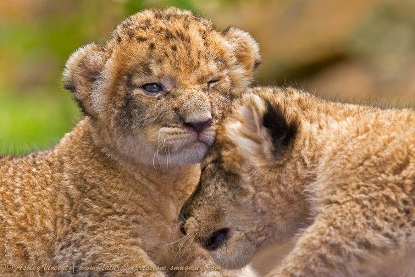 Lion cubs and Bengal cats