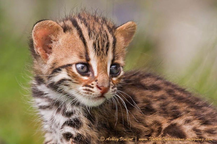 Lion cubs and Bengal cats