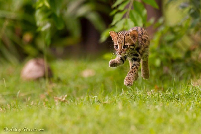Lion cubs and Bengal cats