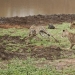 Lion cubs quarreled with a cheetah Lion cubs quarreled with a cheetah