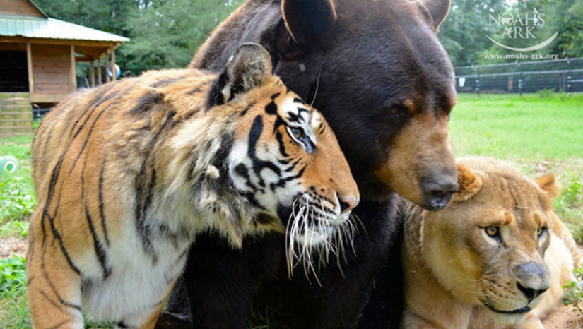 Lion, tiger and bear - together for 15 years