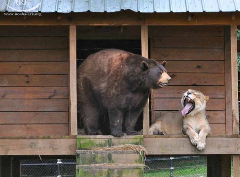 Lion, tiger and bear - together for 15 years