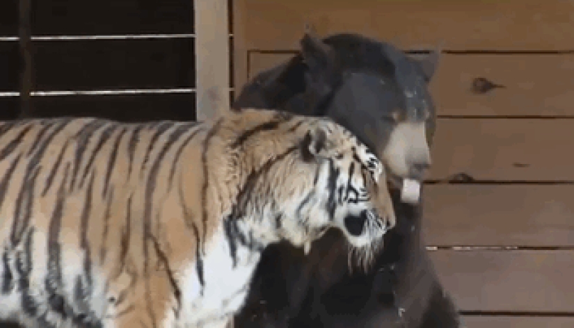 Lion, tiger and bear - together for 15 years