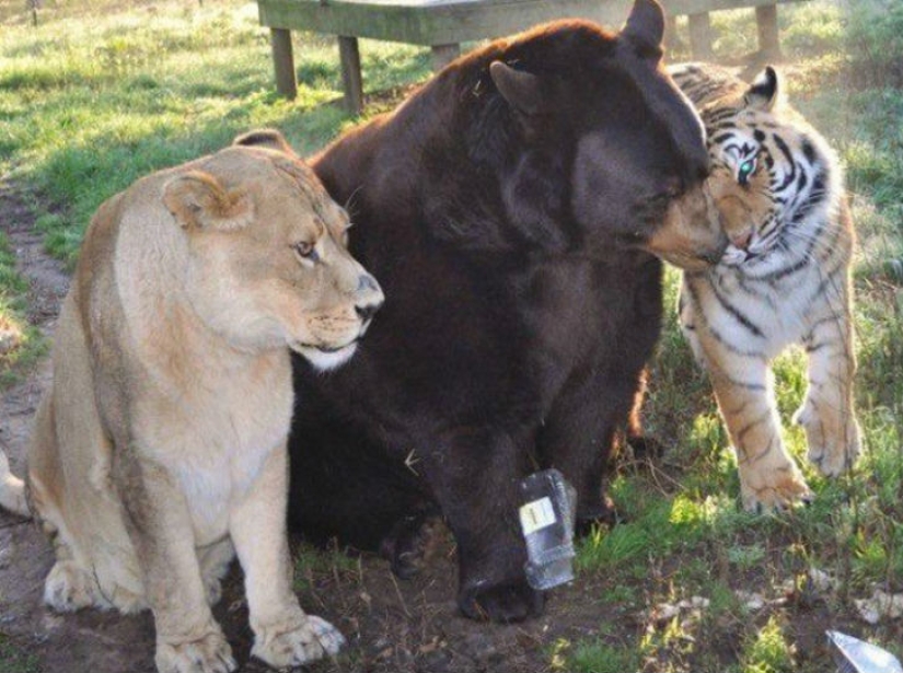 Lion, tiger and bear - together for 15 years