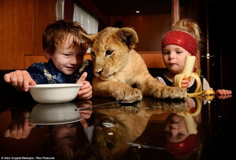 Little circus performer and his pet lion cub Tsimbi