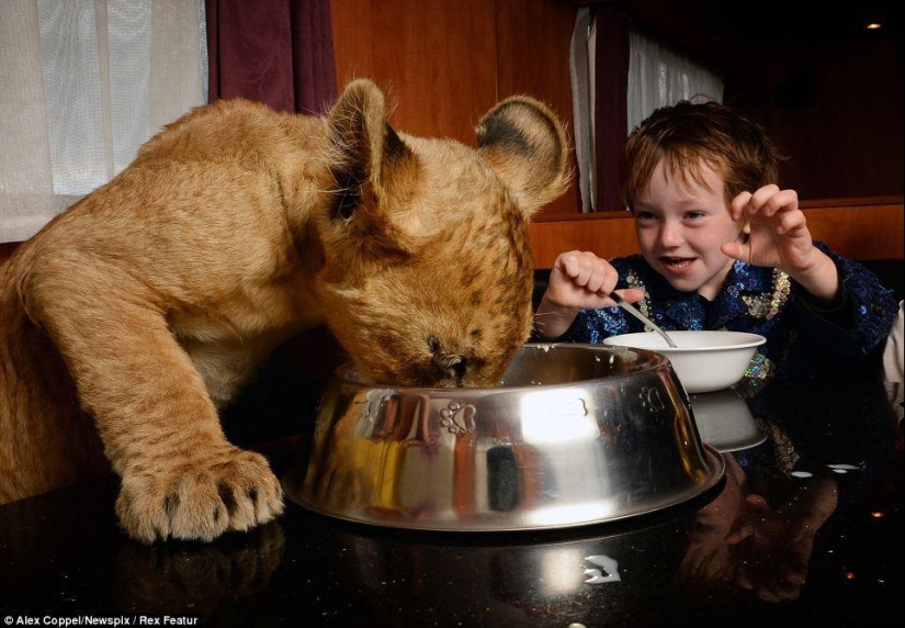 Little circus performer and his pet lion cub Tsimbi