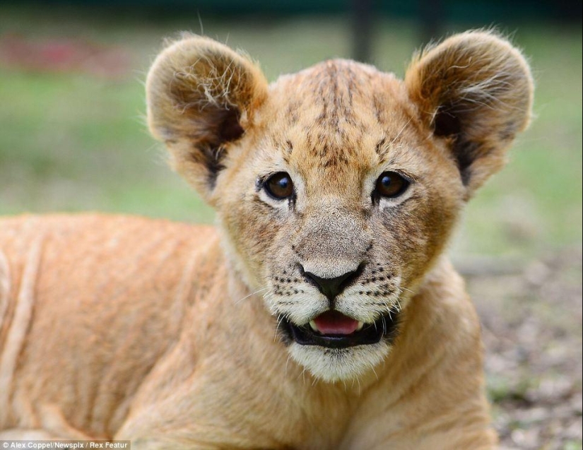 Little circus performer and his pet lion cub Tsimbi