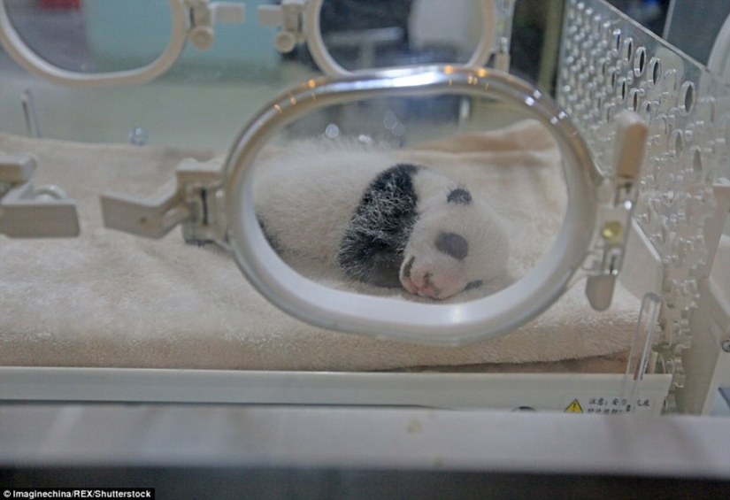 Little twin pandas were shown to the public for the first time in Macau