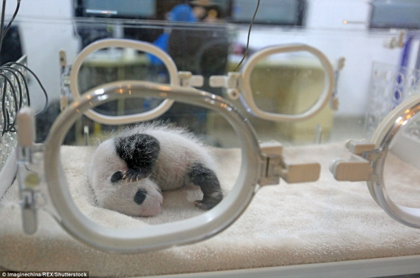 Little twin pandas were shown to the public for the first time in Macau