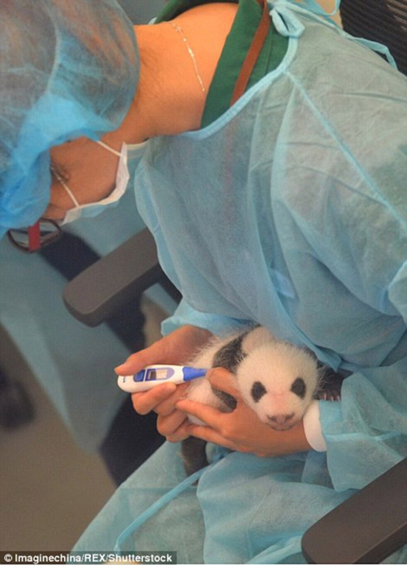 Little twin pandas were shown to the public for the first time in Macau
