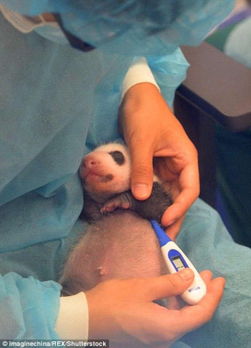 Little twin pandas were shown to the public for the first time in Macau