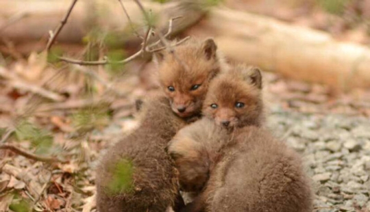 Lo principal es no revolver el nido del zorro.