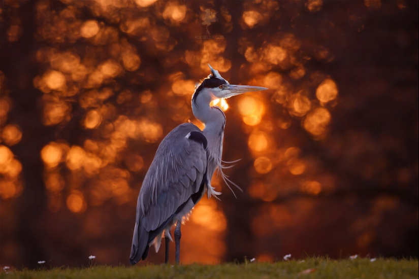 Logré capturar 16 momentos mágicos de aves en la naturaleza