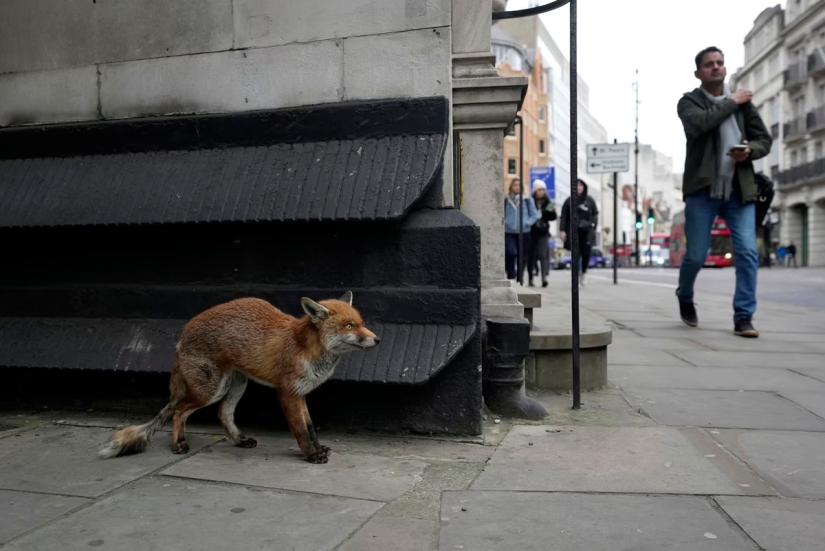 London is the city of foxes London is the city of foxes