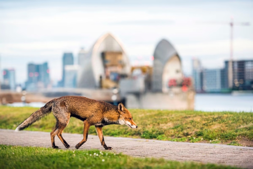 London is the city of foxes London is the city of foxes
