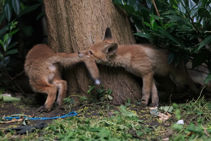 London is the city of foxes London is the city of foxes