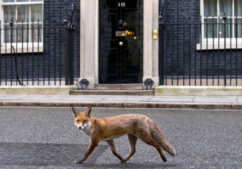 London is the city of foxes London is the city of foxes