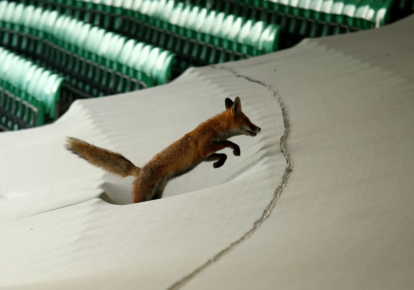 London is the city of foxes London is the city of foxes