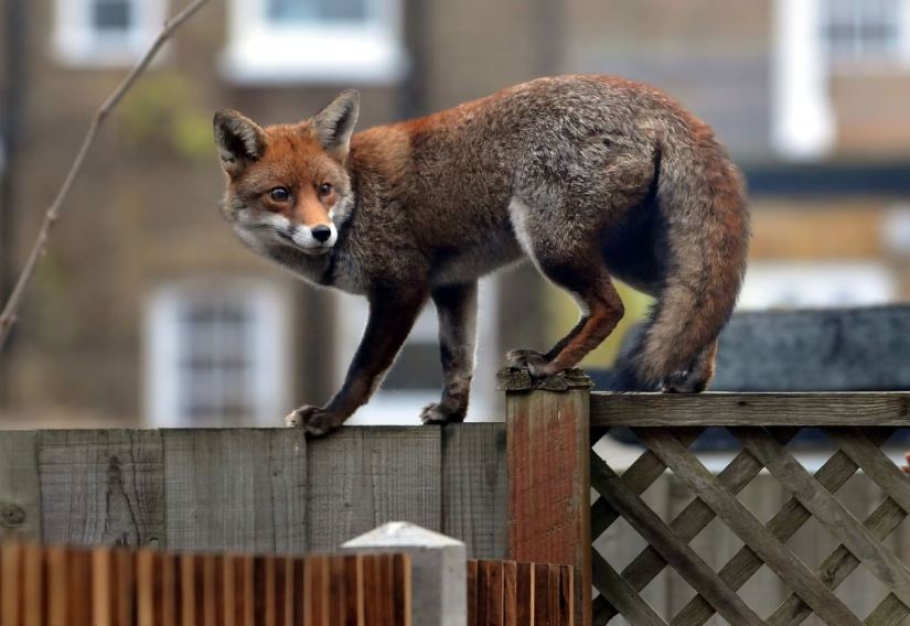 London is the city of foxes London is the city of foxes
