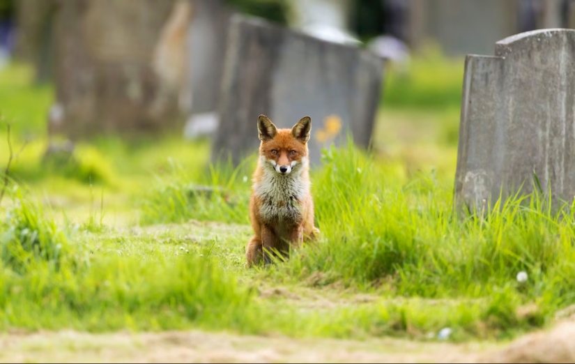 London is the city of foxes London is the city of foxes