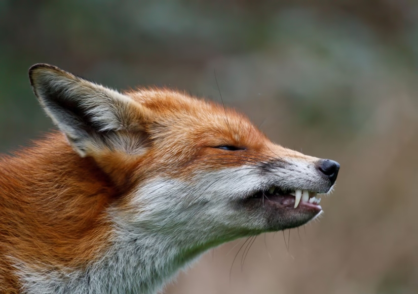 London is the city of foxes London is the city of foxes
