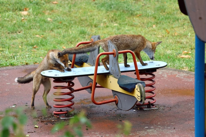 London is the city of foxes London is the city of foxes