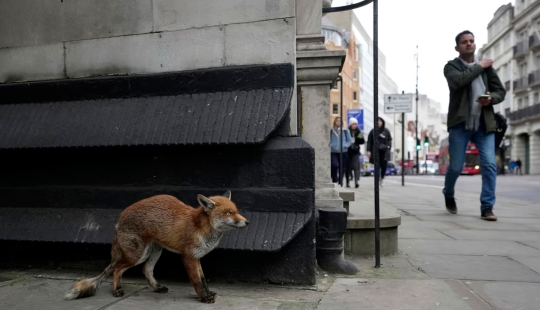 London is the city of foxes London is the city of foxes