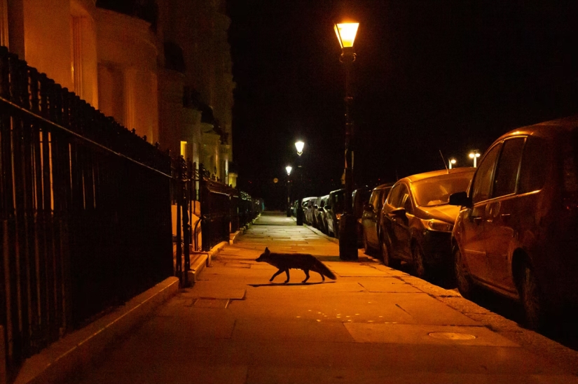 London is the city of foxes London is the city of foxes