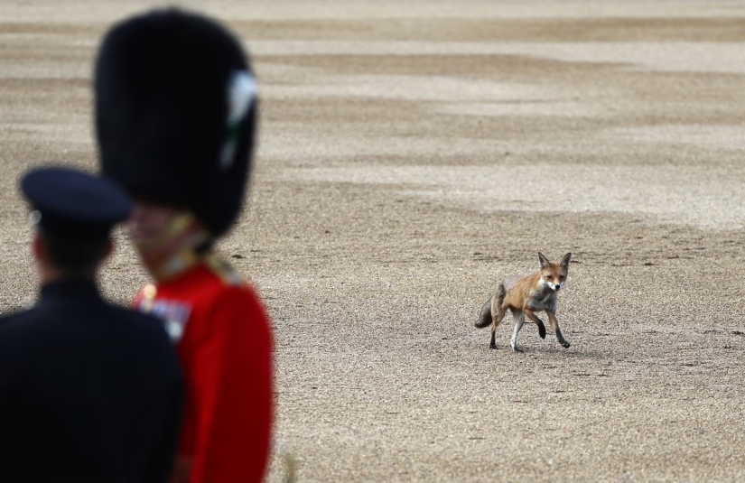London is the city of foxes London is the city of foxes