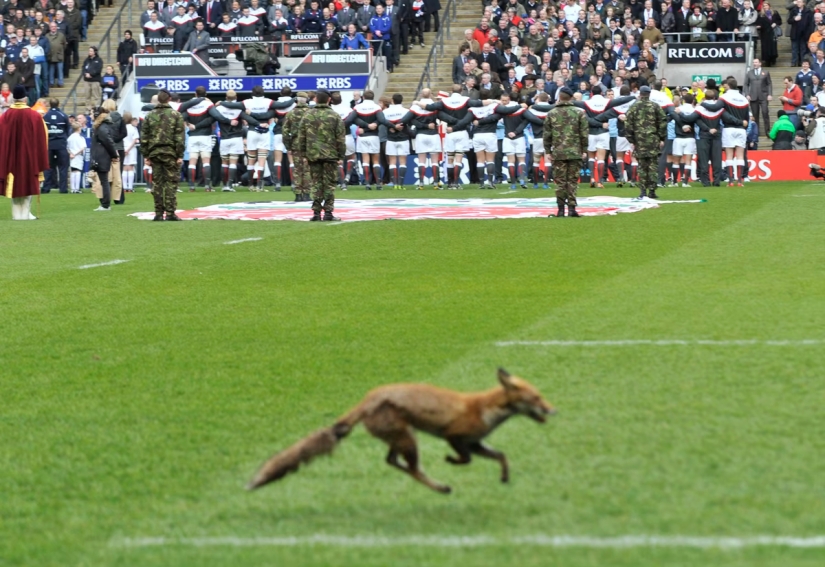 Londres es la ciudad de los zorros Londres es la ciudad de los zorros