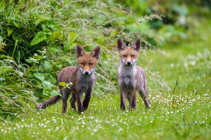 Londres es la ciudad de los zorros Londres es la ciudad de los zorros