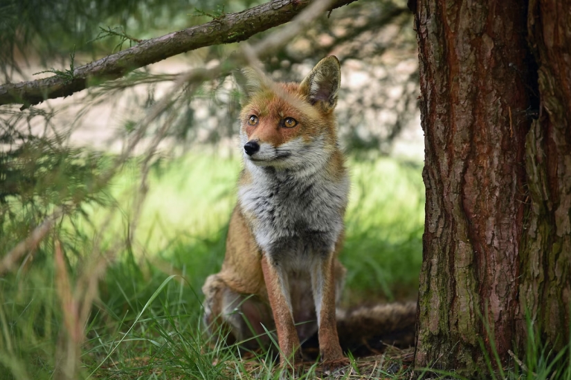 Londres es la ciudad de los zorros Londres es la ciudad de los zorros