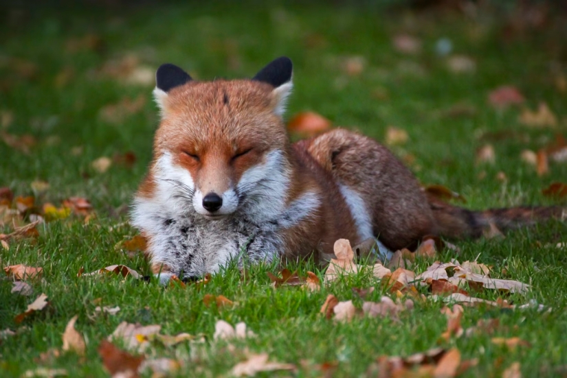 Londres es la ciudad de los zorros Londres es la ciudad de los zorros