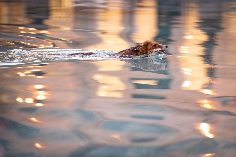 Londres es la ciudad de los zorros Londres es la ciudad de los zorros