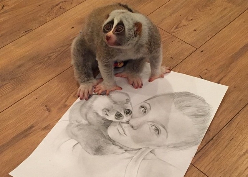 Lori llamada Sarah es el animal más conmovedor del mundo